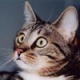   Cat1986