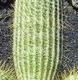   dergo2000