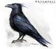   CorvusiiCorax