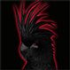   Black_Parrot
