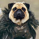   Pug_from_Mordor