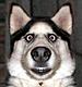Аватар для Cool_Wolf