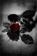 Аватар для BloodyRose