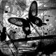Аватар для Black_butterfly