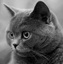   Tony_Curtis