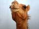   CamelTM
