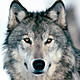   wolf950